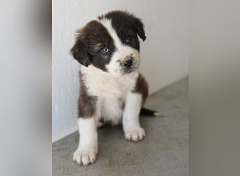 Whisky, geb. ca. 12/2025, lebt in GRIECHENLAND, im städt. Tierheim Serres