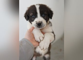 Whisky, geb. ca. 12/2025, lebt in GRIECHENLAND, im städt. Tierheim Serres