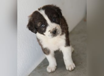 Whisky, geb. ca. 12/2025, lebt in GRIECHENLAND, im städt. Tierheim Serres