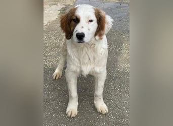 Fidi, geb. ca. 08/2025, lebt in GRIECHENLAND, im städt. Tierheim Serres