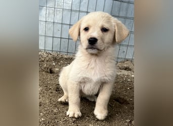 Ljón, geb. ca. 11/2025, lebt in GRIECHENLAND, auf einer privaten Pflegestelle