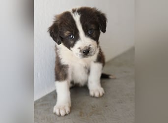 Whisky, geb. ca. 12/2025, lebt in GRIECHENLAND, im städt. Tierheim Serres