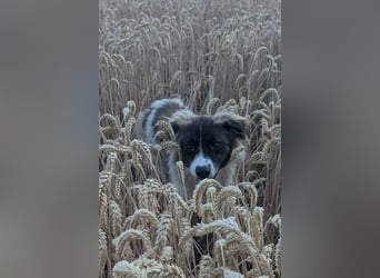 Süße Fay sucht liebevolle Hundekenner