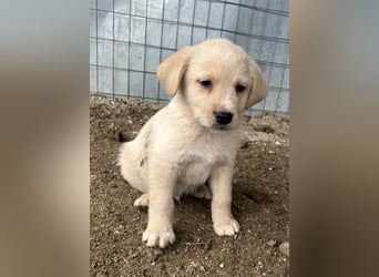 Ljón, geb. ca. 11/2025, lebt in GRIECHENLAND, auf einer privaten Pflegestelle