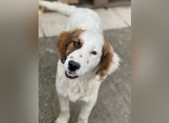 Fidi, geb. ca. 08/2025, lebt in GRIECHENLAND, im städt. Tierheim Serres