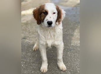 Fidi, geb. ca. 08/2025, lebt in GRIECHENLAND, im städt. Tierheim Serres