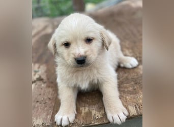 Ljón, geb. ca. 11/2025, lebt in GRIECHENLAND, auf einer privaten Pflegestelle