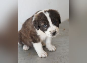 Whisky, geb. ca. 12/2025, lebt in GRIECHENLAND, im städt. Tierheim Serres