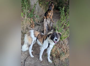 Süße Fay sucht liebevolle Hundekenner