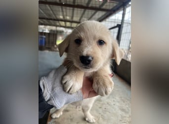 Ljón, geb. ca. 11/2025, lebt in GRIECHENLAND, auf einer privaten Pflegestelle