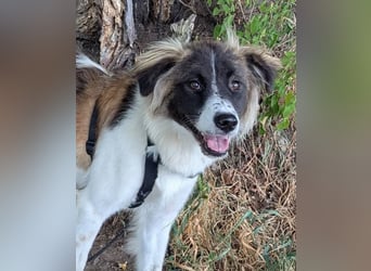 Süße Fay sucht liebevolle Hundekenner