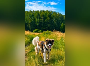 Süße Fay sucht liebevolle Hundekenner