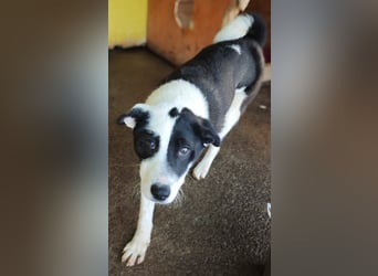 Tutu, Hündin, *ca. 10.09.2025, ca. kniehoch bis mittelgroß werdend, liebevoll, aufgeschlossen, freun