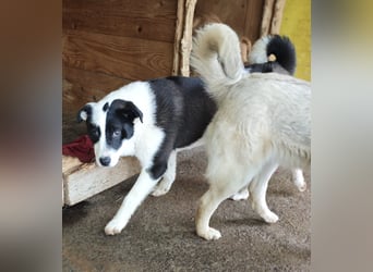 Tutu, Hündin, *ca. 10.09.2025, ca. kniehoch bis mittelgroß werdend, liebevoll, aufgeschlossen, freun