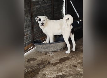 Tofu, Rüde, *ca. 10.09.2025, SH ca. kniehoch bis mittelgroß werdend, menschenbezogen, neugierig, lie