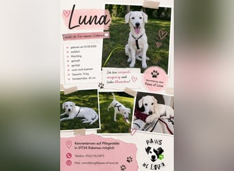 Luna, Hündin, *ca. 1.4.26. aktuell ca. 45cm, ca. 14 kg, sozial, menschenbezogen, neugierig, verspiel