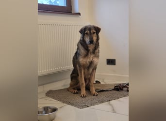 Werner, Rüde, *ca. 15.09.2023, ca. mittelgroß, ängstlich, vorsichtig, sensibel, unsicher