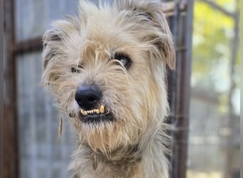 Toothy, Rüde, *ca. 01.11.2015, ca. kniehoch bis mittelgroß, Handicap, sanft, dankbar, fast blind