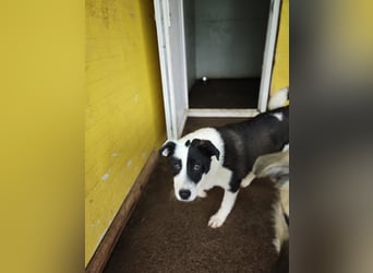 Tutu, Hündin, *ca. 10.09.2025, ca. kniehoch bis mittelgroß werdend, liebevoll, aufgeschlossen, freun