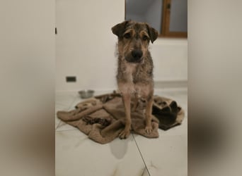 Werner, Rüde, *ca. 15.09.2023, ca. mittelgroß, ängstlich, vorsichtig, sensibel, unsicher