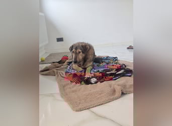 Werner, Rüde, *ca. 15.09.2023, ca. mittelgroß, ängstlich, vorsichtig, sensibel, unsicher