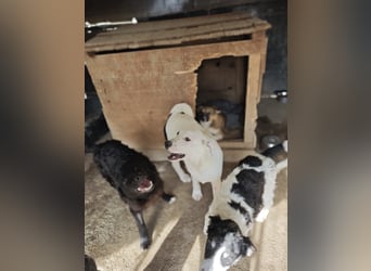 Tofu, Rüde, *ca. 10.09.2025, SH ca. kniehoch bis mittelgroß werdend, menschenbezogen, neugierig, lie