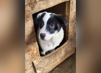 Tutu, Hündin, *ca. 10.09.2025, ca. kniehoch bis mittelgroß werdend, liebevoll, aufgeschlossen, freun