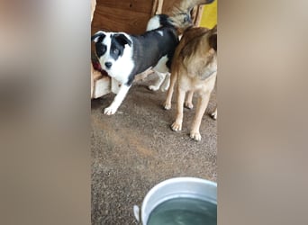 Tutu, Hündin, *ca. 10.09.2025, ca. kniehoch bis mittelgroß werdend, liebevoll, aufgeschlossen, freun