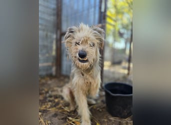 Toothy, Rüde, *ca. 01.11.2015, ca. kniehoch bis mittelgroß, Handicap, sanft, dankbar, fast blind