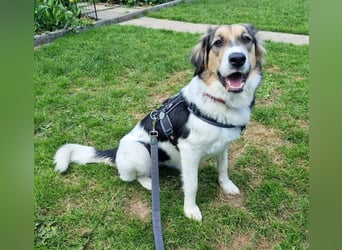 Zhara, Hündin, *ca.2.2.2024, ca. 59cm groß, ca. 26 kg, sozial, menschenbezogen, aufmerksam