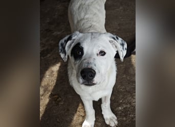 Tofu, Rüde, *ca. 10.09.2025, SH ca. kniehoch bis mittelgroß werdend, menschenbezogen, neugierig, lie