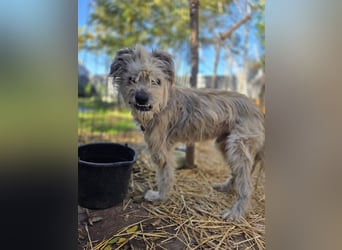 Toothy, Rüde, *ca. 01.11.2015, ca. kniehoch bis mittelgroß, Handicap, sanft, dankbar, fast blind