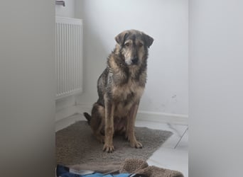 Werner, Rüde, *ca. 15.09.2023, ca. mittelgroß, ängstlich, vorsichtig, sensibel, unsicher