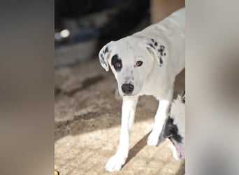 Tofu, Rüde, *ca. 10.09.2025, SH ca. kniehoch bis mittelgroß werdend, menschenbezogen, neugierig, lie