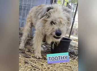 Toothy, Rüde, *ca. 01.11.2015, ca. kniehoch bis mittelgroß, Handicap, sanft, dankbar, fast blind