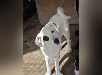 Tofu, Rüde, *ca. 10.09.2025, SH ca. kniehoch bis mittelgroß werdend, menschenbezogen, neugierig, lie