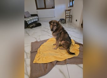 Werner, Rüde, *ca. 15.09.2023, ca. mittelgroß, ängstlich, vorsichtig, sensibel, unsicher