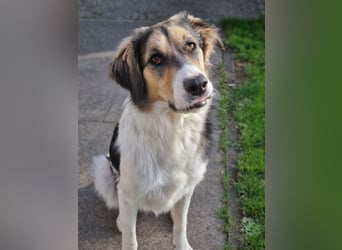 Zhara, Hündin, *ca.2.2.2024, ca. 59cm groß, ca. 26 kg, sozial, menschenbezogen, aufmerksam