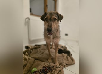 Werner, Rüde, *ca. 15.09.2023, ca. mittelgroß, ängstlich, vorsichtig, sensibel, unsicher