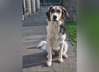 Zhara, Hündin, *ca.2.2.2024, ca. 59cm groß, ca. 26 kg, sozial, menschenbezogen, aufmerksam