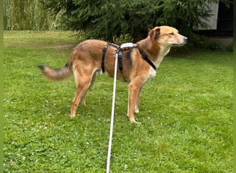 Bruce, Rüde, kastriert, *ca. 20.08.2021, SH ca. 58cm, sozial, freundlich, aktiv