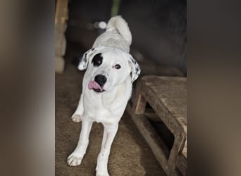 Tofu, Rüde, *ca. 10.09.2025, SH ca. kniehoch bis mittelgroß werdend, menschenbezogen, neugierig, lie