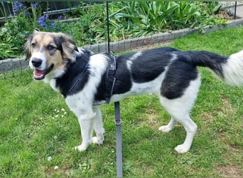 Zhara, Hündin, *ca.2.2.2024, ca. 59cm groß, ca. 26 kg, sozial, menschenbezogen, aufmerksam