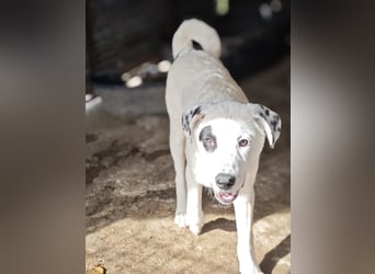 Tofu, Rüde, *ca. 10.09.2025, SH ca. kniehoch bis mittelgroß werdend, menschenbezogen, neugierig, lie