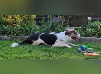 Zhara, Hündin, *ca.2.2.2024, ca. 59cm groß, ca. 26 kg, sozial, menschenbezogen, aufmerksam