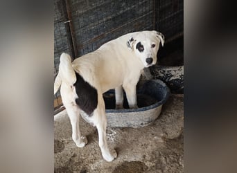 Tofu, Rüde, *ca. 10.09.2025, SH ca. kniehoch bis mittelgroß werdend, menschenbezogen, neugierig, lie