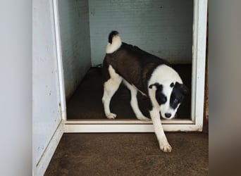 Tutu, Hündin, *ca. 10.09.2025, ca. kniehoch bis mittelgroß werdend, liebevoll, aufgeschlossen, freun