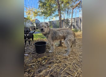 Toothy, Rüde, *ca. 01.11.2015, ca. kniehoch bis mittelgroß, Handicap, sanft, dankbar, fast blind