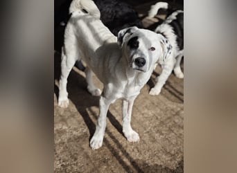 Tofu, Rüde, *ca. 10.09.2025, SH ca. kniehoch bis mittelgroß werdend, menschenbezogen, neugierig, lie