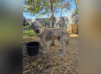 Toothy, Rüde, *ca. 01.11.2015, ca. kniehoch bis mittelgroß, Handicap, sanft, dankbar, fast blind